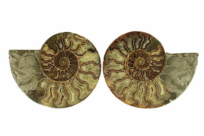 Cut & Polished, Agatized Ammonite Fossil - Madagascar #264780